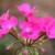 Pelargonium zonale. Photo by Tony McGregor Pelargonium zonale. Photo by Tony McGregor
