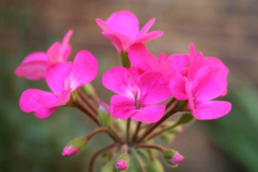 Pelargonium zonale. Photo by Tony McGregor
