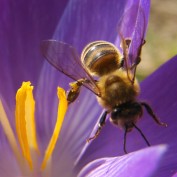 Flowerbee profile image