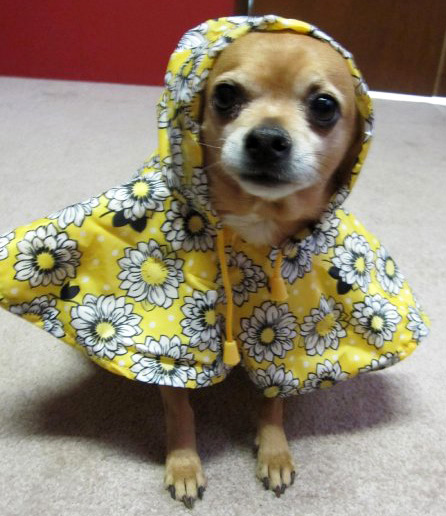 Some people enjoy dressing up their Chihuahuas!