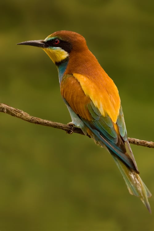 Bee-eater, from Pixdaus.com