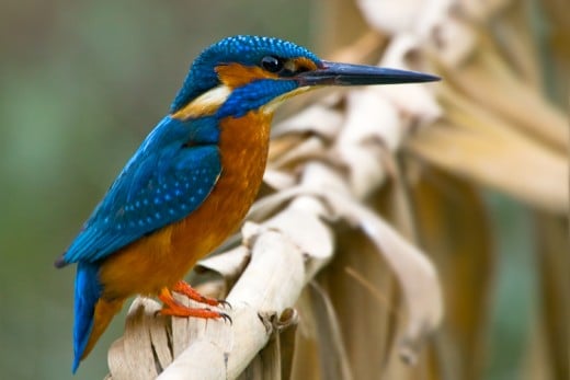 Kingfisher, from Pixdaus.com