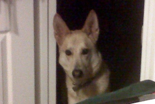 This is Busa, my German Shepherd.  She's a little over 3 years old right now.  My wife has already gone to bed for the night so Busa is taking turns between laying in the bed with her and coming to my home office to check on me.