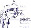This is a diagram of a tracheotomy.