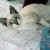 Tramp. He and his sister "Little Lady" were rescued from a neighborhood referred to in Throwaways Tramp. He and his sister "Little Lady" were rescued from a neighborhood referred to in Throwaways