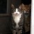 One of our Leukemia + cats, Barney showed up in our old pole barn. We enticed him into our home and now he shares a cottage with 3 roomies, BobCat, Handsome and Baddy. One of our Leukemia + cats, Barney showed up in our old pole barn. We enticed him into our home and now he shares a cottage with 3 roomies, BobCat, Handsome and Baddy.