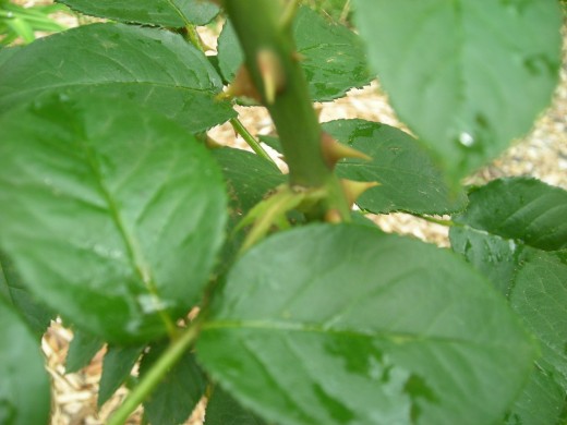 Rose Pruning Tips For Hybrid Teas, Floribundas, & Grandiflora Roses ...