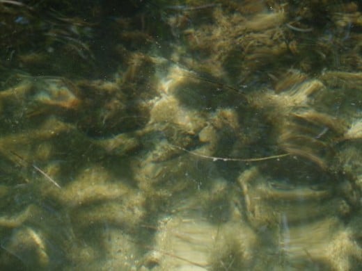 Strange fish found in the shallows behind Caye Caulker, Belize