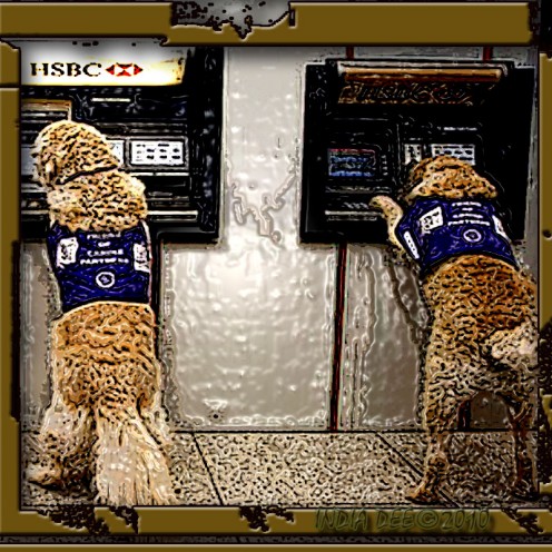 Helper Dogs (K-9 companions) take time from their busy day to do a little ATM banking.
