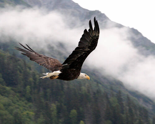 Flying Bald Eagle, from foopets.com