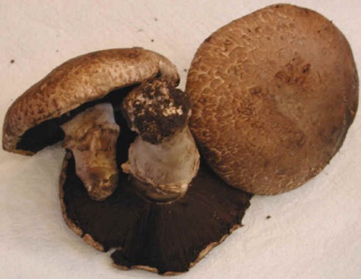 America's Favorite Mushrooms to me are Portabella Mushrooms, they are full of flavor and are very meaty with a hearty flavor.