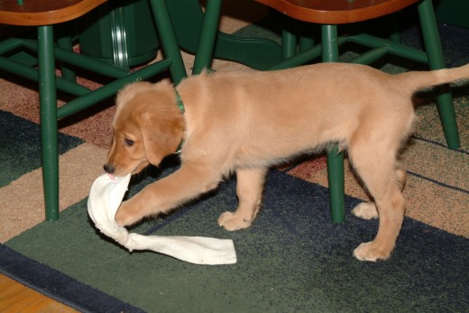 Kal as a puppy-dog playing his favorite pull-toy.