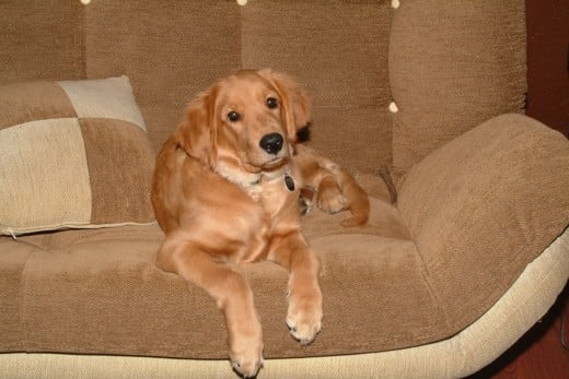 Kal as an adolescent dog, posing nicely on the dogs couch.