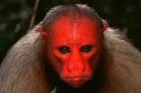 The White Uakari has a strikingly human-like face, which has brought it much attention; both good and bad.  