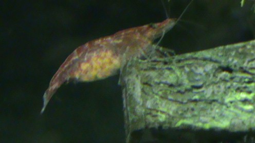 Female Red Cherry Shrimp with eggs