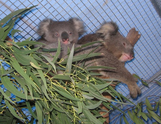 Koala mum and Joey recuperating at an animal refuse before being released back to the wild. Photo taken at Sleepy Hollow Sanctuary in Hastings
