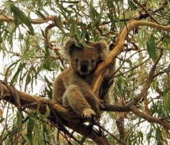 Australian Marsupials - Koala