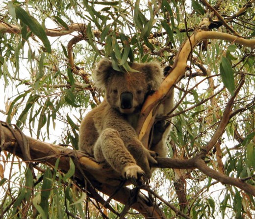 This Koala seems to be saying "G'day mate" Photo by Agvulpes