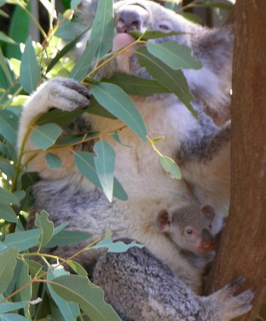 Koala mum with Koala Joey poking it's head out of mum pouch.  ack/http://en.wikipedia.org/wiki/File:Koala_with_young.JPG