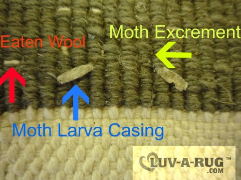 What to look for when inspecting your rugs for moth activity. Note that the moth excrement looks like a very coarse sand and is usually the colour of the wool that has been eaten. 