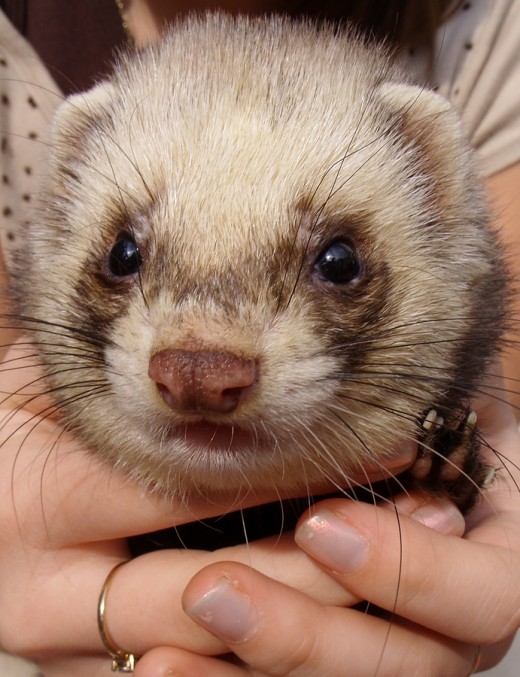 Ferrets need love and attention! 