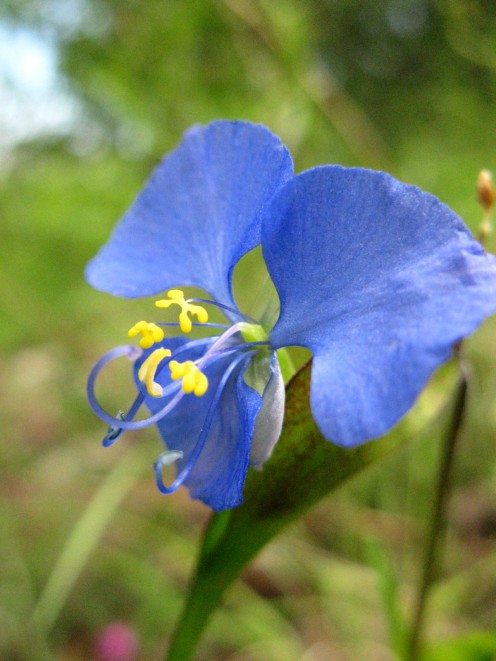 Flower, Blue