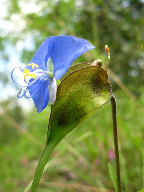 Flower, Blue, side view