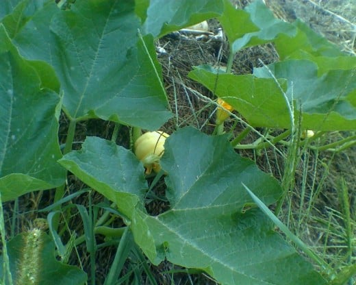 Pumpkin patch growing up from the community compost pile