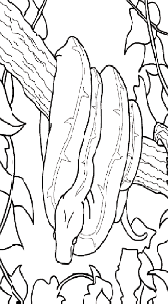 Reptiles for Kids Coloring Pages Free Colouring Pictures to Print  - Reticulated Python