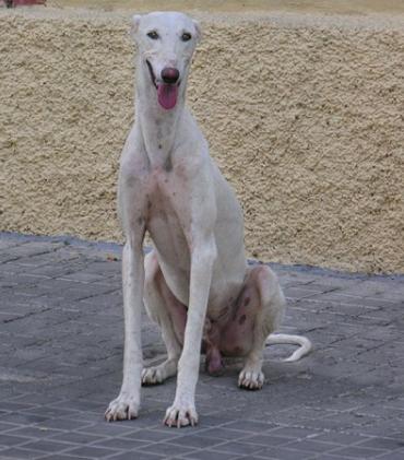Spanish Greyhound 6