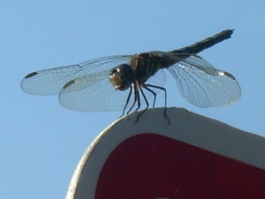Closeup of dragonfly on a sign