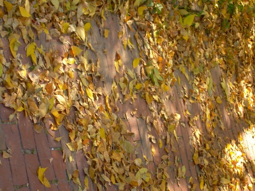 Leaves on a walkway in autumn