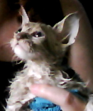 ET, Phone Home! During one of her many, many flea baths, I took this picture. Here, she looks like the LaPerm I'm told she is. I love her bat sized ears! She has the oddest little face, Siamese shaped head, but her little muzzle is different.
