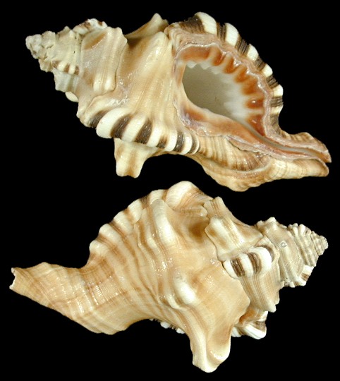 The conch shells resembling the face of Lord Ganesha