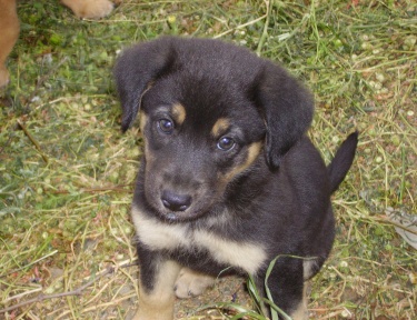 Lulu