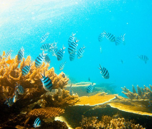 Inside the water world.