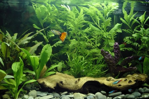 Showcase your artistic flair with wit and passion through fish tank hobby. Photo from livingsystemz.com