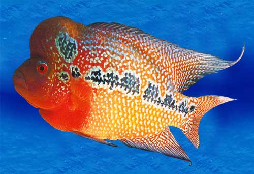 Dubbed as a Feng Shui fish this flowerhorn variety is indeed a sight to behold. Photo from img.en.china.cn/
