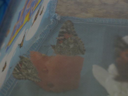 Did you know that butterflies love watermellon?
