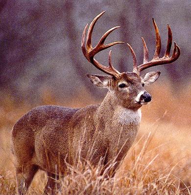 May be this big guy is in your future now that cross bows during deer archery season is legal in North Carolina.