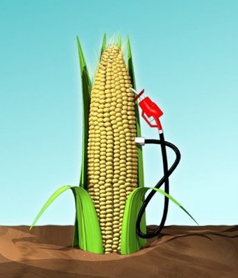 The use of corn for fuel instead of food has caused a dramatic rise in price, especially in Mexico.