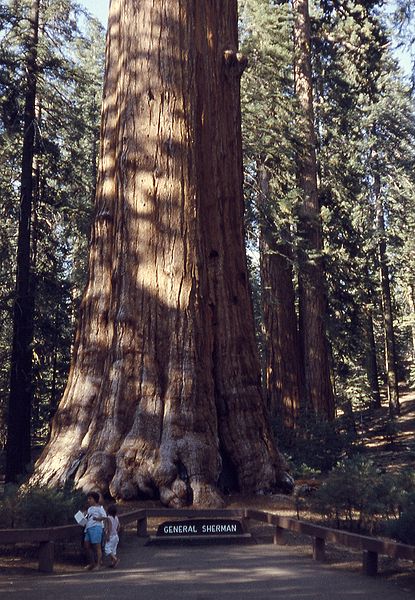 Photo of General Sherman the Largest and oldest of the Sequoias.http://en.wikipedia.org/wiki/File:6209-GenShermanTree-SequoiaNatPark.jpg