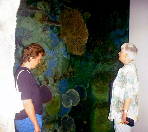 Different types of Coral