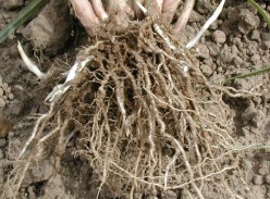 Need of the Root - The strong foundation for your building