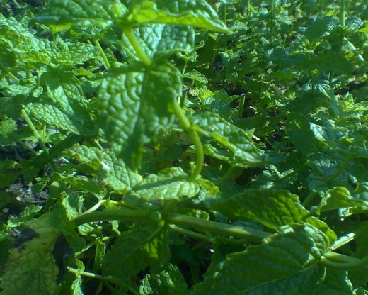 peppermint growing in our peppermint patch