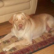Son-dog profile image