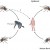 How dengue viruses are transmitted How dengue viruses are transmitted