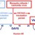 Transmission of dengue Transmission of dengue