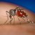 Dengue-virus carrying mosquitoes bite dring the day. Dengue symptoms appear 3 to 14 days after the infectious bite Dengue-virus carrying mosquitoes bite dring the day. Dengue symptoms appear 3 to 14 days after the infectious bite