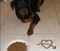 The Importance of Fatty Acids in a Dog's Diet